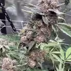 Telegram @stonersflowershopChannel Image