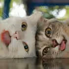 Telegram @imacatChannel Image