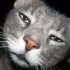 Telegram @nya_catsChannel Image