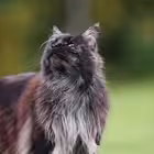 Telegram @persianCatsLoversinIndiaGroup Image