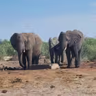 Telegram @botswanaTourChannel Image