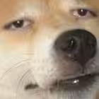 Telegram @everyoneChannel Image