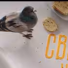 Telegram @svetskiekroshkiChannel Image