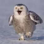 Telegram @NUR24RUChannel Image