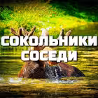 Telegram @sokolnikisosediChannel Image