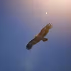 Telegram @fundamentmysliChannel Image