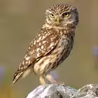 Telegram @Northern_Sich_ukrChannel Image