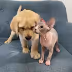 Telegram @deni_maniChannel Image