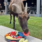 Telegram @tetyamotyaChannel Image