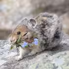 Telegram @fasolicusChannel Image