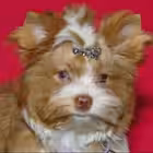 Telegram @holyravioli_geniusChannel Image