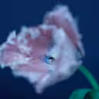 Telegram @gunblogChannel Image