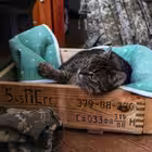 Telegram @vitalii_dnipryanynChannel Image