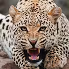 Telegram @KonstantinAleksandrovich2Channel Image