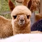 Telegram @dilenasiChannel Image