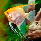 Telegram @rybkagovoritChannel Image