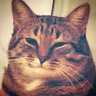 Telegram @MisterDolphinMemesChannel Image