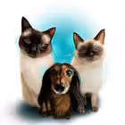 Telegram @dedicated_to_sheldonChannel Image