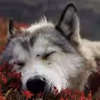 Telegram @dogstelepathGroup Image