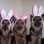 Telegram @drosephetamGroup Image