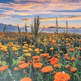 Telegram @findlove2824Channel Image